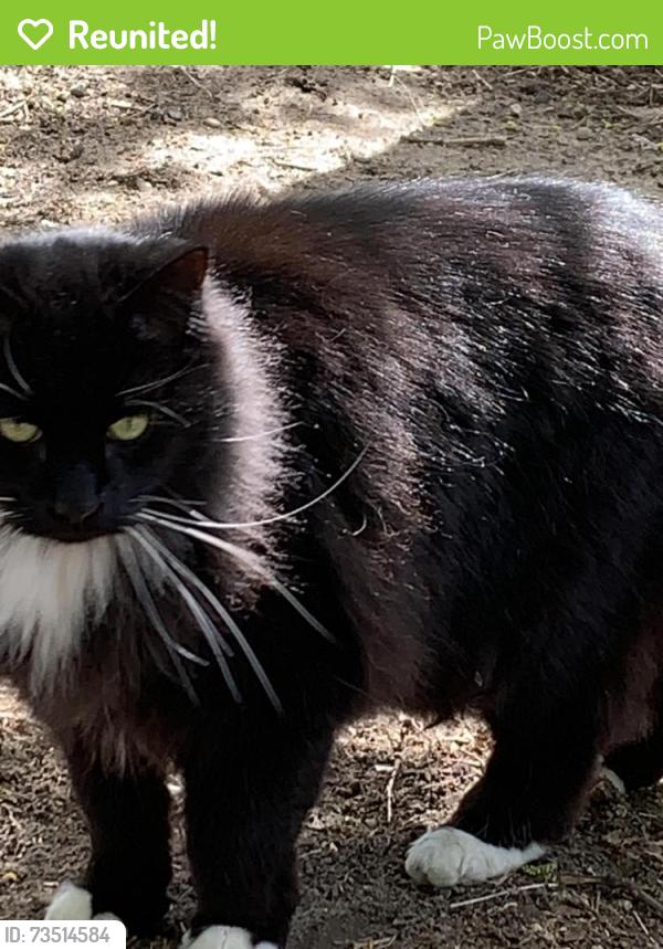 Reunited Male Cat last seen Fulton Street Cemetery, Grand Rapids, MI 49505