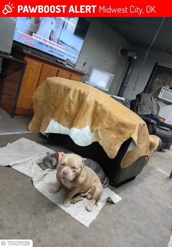 Lost Male Dog last seen N.e. 10th and Midwest blvd, Midwest City, OK 73110
