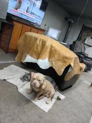 Lost Male Dog last seen N.e. 10th and Midwest blvd, Midwest City, OK 73110