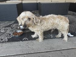 Found/Stray Male Dog last seen Stine & Planz, Bakersfield, CA 93309