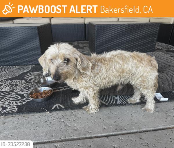 Found/Stray Male Dog last seen Stine & Planz, Bakersfield, CA 93309