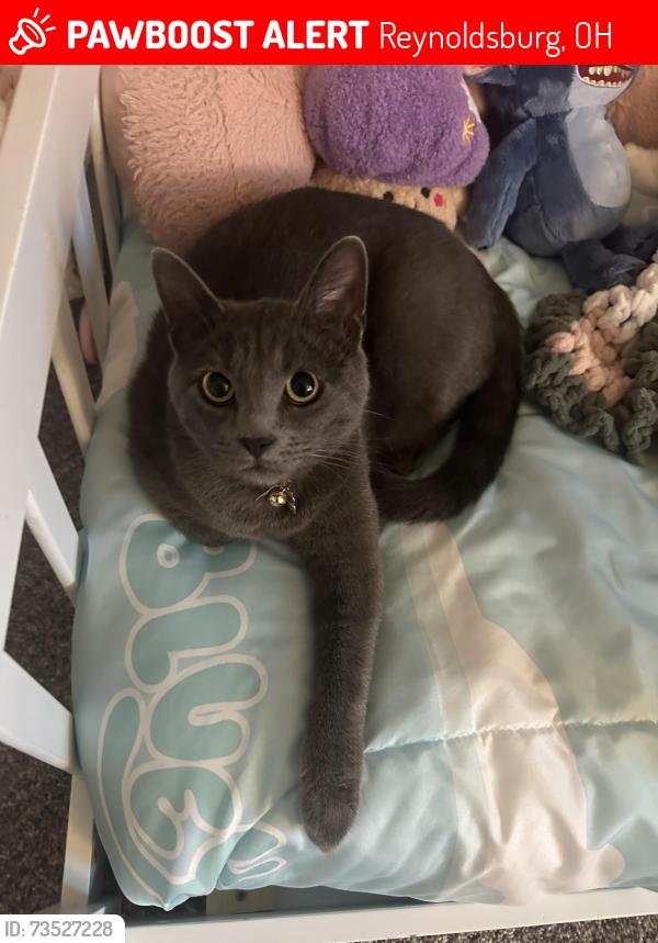 Lost Male Cat last seen Near Silver Maple Circle, Reynoldsburg OH 43068, Reynoldsburg, OH 43068