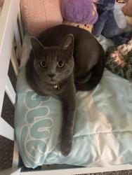 Lost Male Cat last seen Near Silver Maple Circle, Reynoldsburg OH 43068, Reynoldsburg, OH 43068