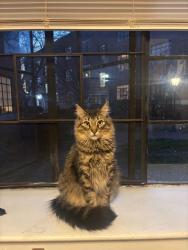 Reunited Male Cat last seen Mayo St, W Morgan, across from Trophy Brewing, Raleigh, NC 27603