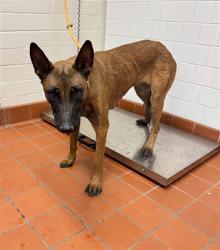 Shelter Stray Female Dog last seen , 600 Aviation Dr, Camarillo, CA 93010, USA