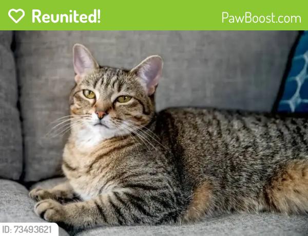Reunited Female Cat last seen Near orange st, Manchester, NH 03104