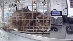 Shelter Stray Male Cat last seen CHARLOTTE, 8315 Byrum Dr, Charlotte, NC 28217, USA