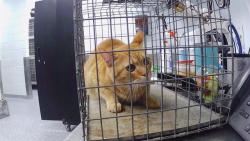 Shelter Stray Unknown Cat last seen CHARLOTTE, 8315 Byrum Dr, Charlotte, NC 28217, USA
