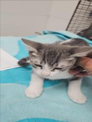 Shelter Stray Male Cat last seen , 11361 W Pico Blvd, Los Angeles, CA 90064, USA