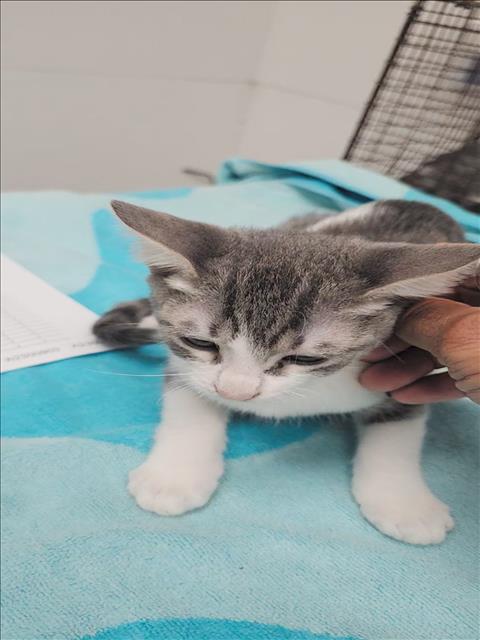 Shelter Stray Male Cat last seen , 11361 W Pico Blvd, Los Angeles, CA 90064, USA