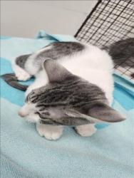 Shelter Stray Male Cat last seen , 11361 W Pico Blvd, Los Angeles, CA 90064, USA