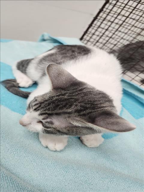 Shelter Stray Male Cat last seen , 11361 W Pico Blvd, Los Angeles, CA 90064, USA