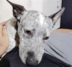 Shelter Stray Unknown Dog last seen HWY 441 / EUDORA RD MOUNT DORA 32757, 12280 County Rd 448, Tavares, FL 32778, USA