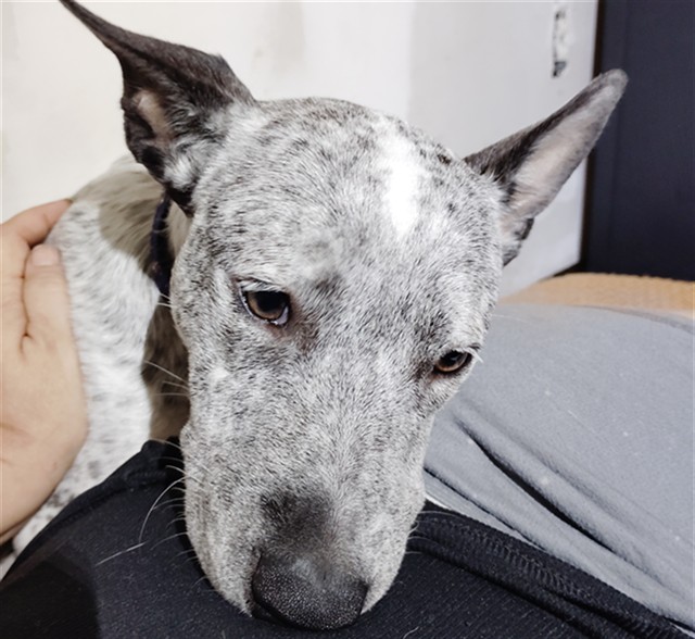 Shelter Stray Unknown Dog last seen HWY 441 / EUDORA RD MOUNT DORA 32757, 12280 County Rd 448, Tavares, FL 32778, USA