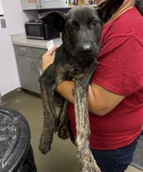 Shelter Stray Male Dog last seen SALLY BEAUTY OFF AIRPORT ROAD, 2020 Forest St, Jacksonville, FL 32204, USA
