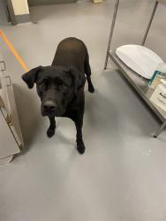 Shelter Stray Female Dog last seen Near BLOCK VILLA CALIMESA LN, CALIMESA, CA, 581 S Grand Ave, San Jacinto, CA 92582, USA