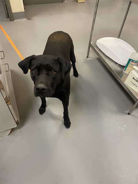 Shelter Stray Female Dog last seen Near BLOCK VILLA CALIMESA LN, CALIMESA, CA, 581 S Grand Ave, San Jacinto, CA 92582, USA