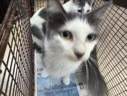Shelter Stray Female Cat last seen , 957 N Gaffey St, San Pedro, CA 90731, USA