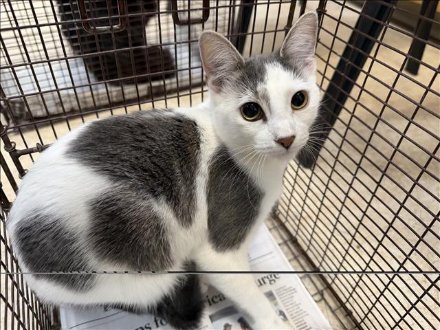 Shelter Stray Female Cat last seen , 957 N Gaffey St, San Pedro, CA 90731, USA