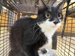 Shelter Stray Female Cat last seen , 957 N Gaffey St, San Pedro, CA 90731, USA