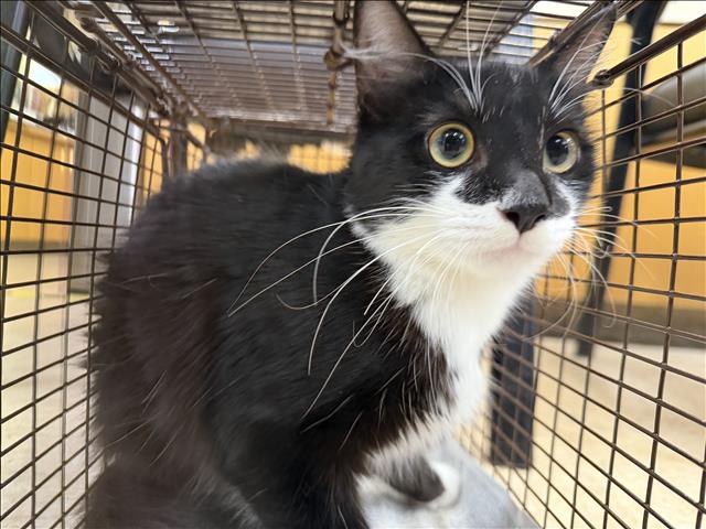Shelter Stray Female Cat last seen , 957 N Gaffey St, San Pedro, CA 90731, USA
