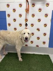 Shelter Stray Female Dog last seen BELLAMY BROTHERS BLVD, 19640 Dogpatch Ln, Land O' Lakes, FL 34638, USA