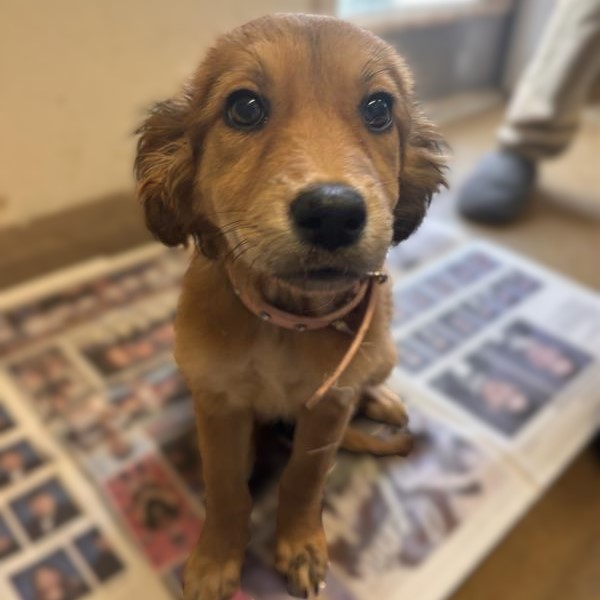 Shelter Stray Female Dog last seen Near BLOCK W. COMMERCE, 4710 TX-151, San Antonio, TX 78227, USA