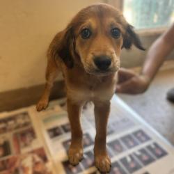 Shelter Stray Female Dog last seen Near BLOCK W. COMMERCE, 4710 TX-151, San Antonio, TX 78227, USA