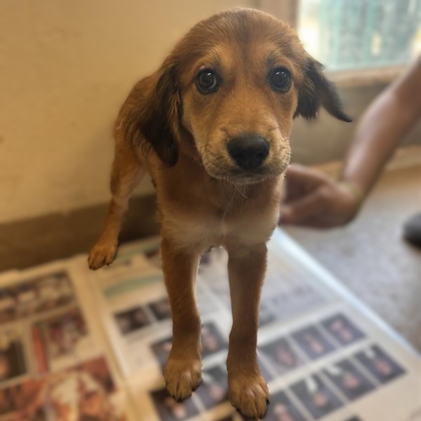 Shelter Stray Female Dog last seen Near BLOCK W. COMMERCE, 4710 TX-151, San Antonio, TX 78227, USA