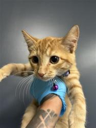 Shelter Stray Female Cat last seen , 4710 TX-151, San Antonio, TX 78227, USA