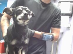 Shelter Stray Male Dog last seen GIBSON/ BARBADOS, 11800 Sunset Gardens Rd SW, Albuquerque, NM 87121, USA