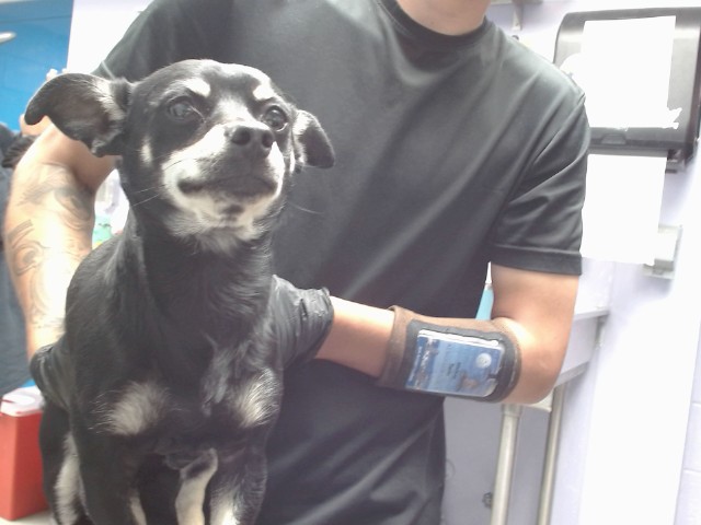 Shelter Stray Male Dog last seen GIBSON/ BARBADOS, 11800 Sunset Gardens Rd SW, Albuquerque, NM 87121, USA