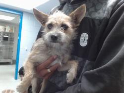 Shelter Stray Female Dog last seen GIBSON/ BARBADOS, 11800 Sunset Gardens Rd SW, Albuquerque, NM 87121, USA