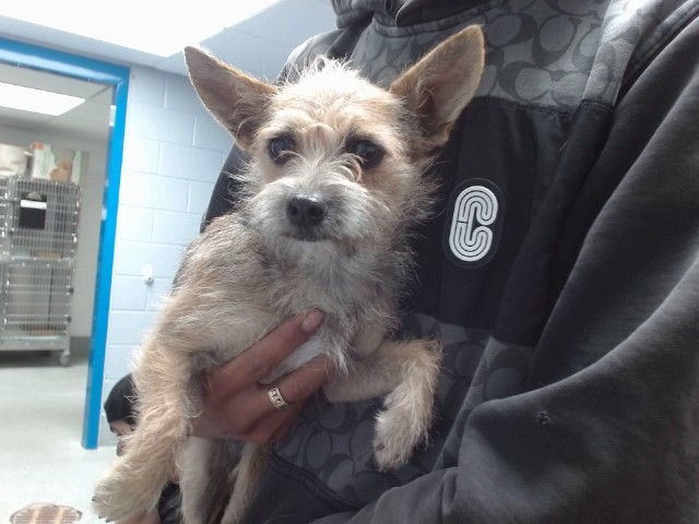 Shelter Stray Female Dog last seen GIBSON/ BARBADOS, 11800 Sunset Gardens Rd SW, Albuquerque, NM 87121, USA