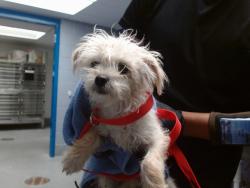 Shelter Stray Male Dog last seen Near BLOCK CLEMENTE SW, 11800 Sunset Gardens Rd SW, Albuquerque, NM 87121, USA