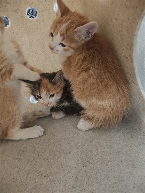 Shelter Stray Unknown Cat last seen WENTZVILLE, 4850 Mid Rivers Mall Dr, St Peters, MO 63376, USA