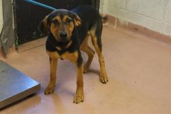 Shelter Stray Female Dog last seen Near BLOCK CRESTLITE DR, 127 Humane Ln, Columbia, SC 29201, USA