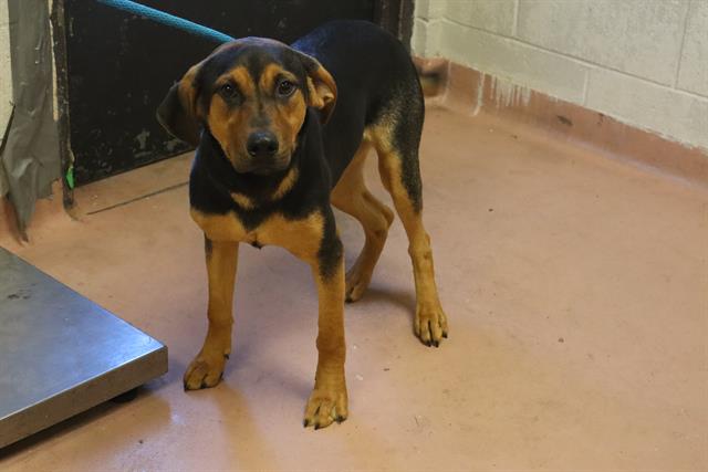 Shelter Stray Female Dog last seen Near BLOCK CRESTLITE DR, 127 Humane Ln, Columbia, SC 29201, USA