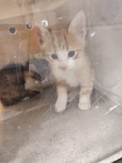 Shelter Stray Unknown Cat last seen WENTZVILLE, 4850 Mid Rivers Mall Dr, St Peters, MO 63376, USA