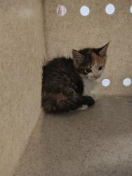 Shelter Stray Female Cat last seen WENTZVILLE, 4850 Mid Rivers Mall Dr, St Peters, MO 63376, USA