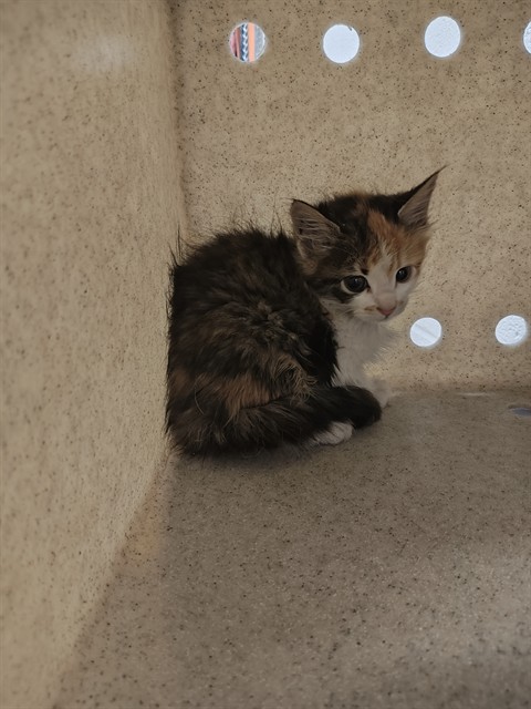 Shelter Stray Female Cat last seen WENTZVILLE, 4850 Mid Rivers Mall Dr, St Peters, MO 63376, USA