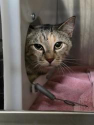 Shelter Stray Female Cat last seen ST CHARLES CO, 4850 Mid Rivers Mall Dr, St Peters, MO 63376, USA