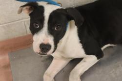 Shelter Stray Female Dog last seen Near BLOCK CODY ST, 127 Humane Ln, Columbia, SC 29201, USA