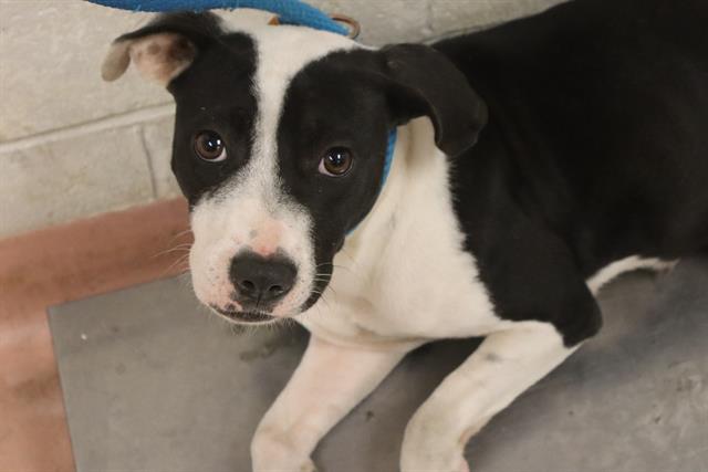Shelter Stray Female Dog last seen Near BLOCK CODY ST, 127 Humane Ln, Columbia, SC 29201, USA
