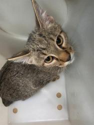 Shelter Stray Unknown Cat last seen ST CHARLES CO, 4850 Mid Rivers Mall Dr, St Peters, MO 63376, USA