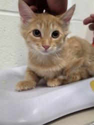 Shelter Stray Female Cat last seen ST CHARLES CO, 4850 Mid Rivers Mall Dr, St Peters, MO 63376, USA