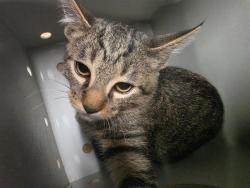 Shelter Stray Unknown Cat last seen ST CHARLES CO, 4850 Mid Rivers Mall Dr, St Peters, MO 63376, USA