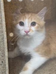 Shelter Stray Unknown Cat last seen ST CHARLES CO, 4850 Mid Rivers Mall Dr, St Peters, MO 63376, USA