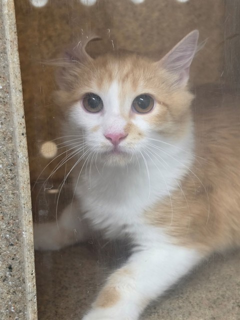 Shelter Stray Unknown Cat last seen ST CHARLES CO, 4850 Mid Rivers Mall Dr, St Peters, MO 63376, USA