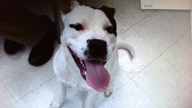 Shelter Stray Male Dog last seen OFALLON, 4850 Mid Rivers Mall Dr, St Peters, MO 63376, USA